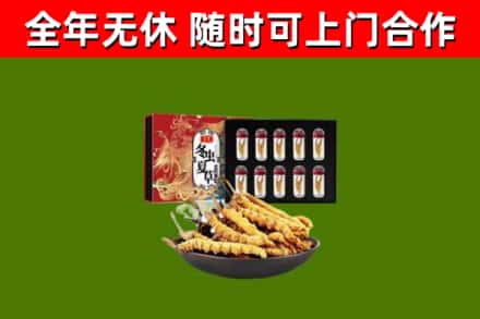 霍尔果斯回收冬虫夏草价格